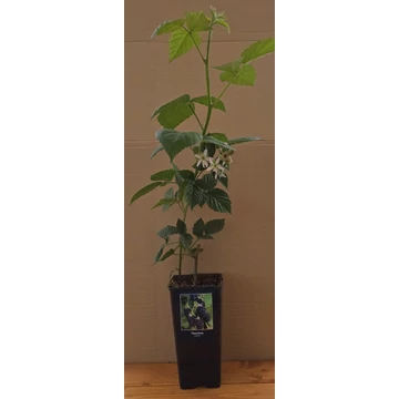 SZEDER THORNFREE KONTÉNERES