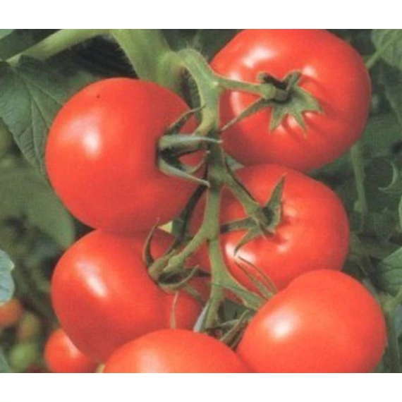 Balkan F1 Féldeterminált paradicsom 250 szem