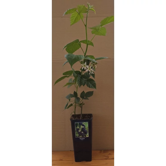 SZEDER THORNFREE KONTÉNERES