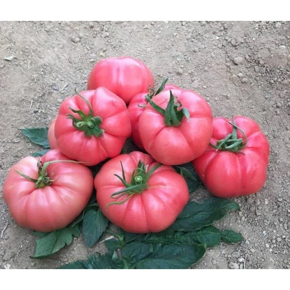 Pembeköy F1 Paradicsom 100 szem
